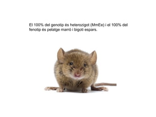 El 100% del genotip és heterozigot (MmEe) i el 100% del
fenotip és pelatge marró i bigoti espars.
 