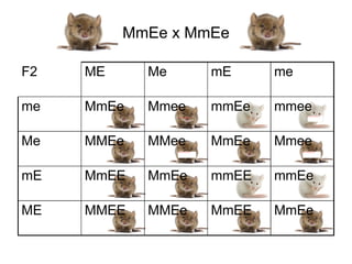 MmEe x MmEe

F2   ME     Me                                          mE     me

me   MmEe   Mmee                                        mmEe   mmee                 file:///Downloads/bigoti%20copia.png
                 file:///Downloads/bigoti%20copia.png




Me   MMEe   MMee                                        MmEe   Mmee
                 file:///Downloads/bigoti%20copia.png               file:///Downloads/bigoti%20copia.png




mE   MmEE   MmEe                                        mmEE   mmEe

ME   MMEE   MMEe                                        MmEE   MmEe
 