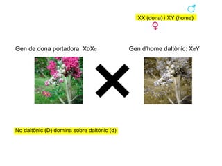 XX (dona) i XY (home)




Gen de dona portadora: XDXd                 Gen d'home daltònic: XdY




No daltònic (D) domina sobre daltònic (d)
 