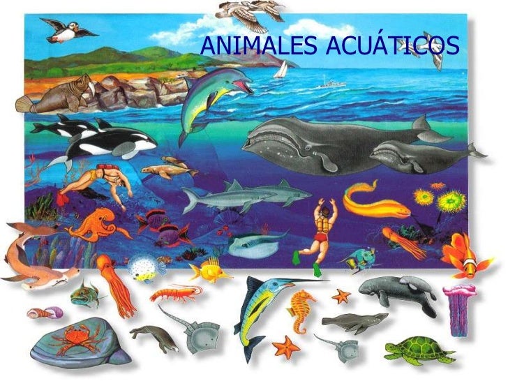 Resultado de imagen para animales acuaticos
