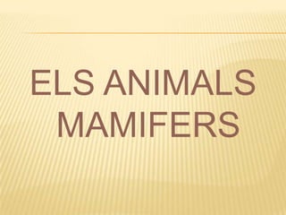 ELS ANIMALS
 MAMIFERS
 