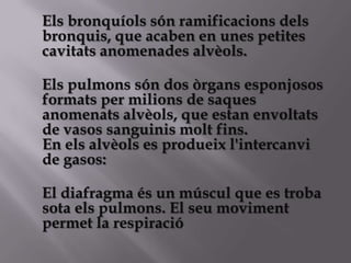 Els bronquíols són ramificacions dels
bronquis, que acaben en unes petites
cavitats anomenades alvèols.

Els pulmons són dos òrgans esponjosos
formats per milions de saques
anomenats alvèols, que estan envoltats
de vasos sanguinis molt fins.
En els alvèols es produeix l'intercanvi
de gasos:

El diafragma és un múscul que es troba
sota els pulmons. El seu moviment
permet la respiració
                   .
 
