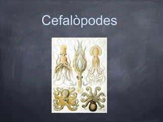 Cefalòpodes
 
