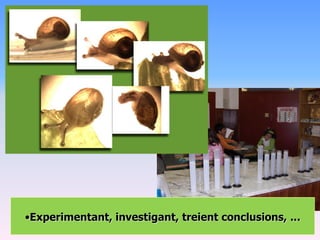 •Experimentant, investigant, treient conclusions, ...
 