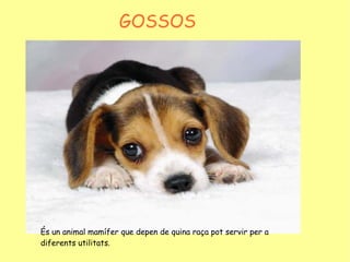 GOSSOS És un animal mamífer que depen de quina raça pot servir per a diferents utilitats. 