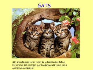 GATS Són animals mamífers i venen de la família dels felins. Els xinesos sel's menjen, però nosaltres els tenim com a animals de companyia.  