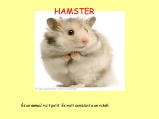 HAMSTER És un animal molt petit. És molt semblant a un ratolí. 