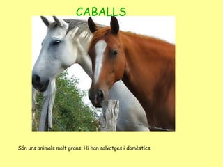 CABALLS Són uns animals molt grans. Hi han salvatges i domèstics. 
