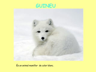 GUINEU   És un animal mamífer  de color blanc. 