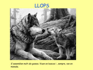 LLOPS S'assemblen molt als gossos. Viuen en boscos i , sempre, van en manada. 