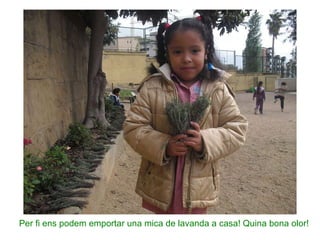 Per fi ens podem emportar una mica de lavanda a casa! Quina bona olor! 