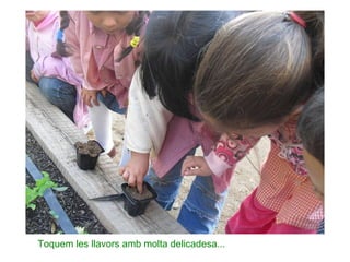 Toquem les llavors amb molta delicadesa... 