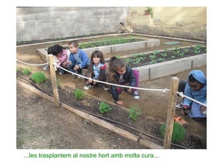...les trasplantem al nostre hort amb molta cura... 