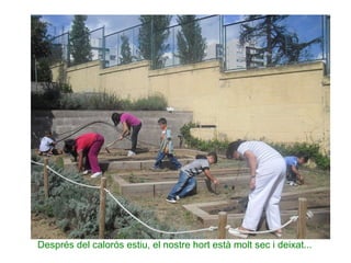 Després del calorós estiu, el nostre hort està molt sec i deixat... 