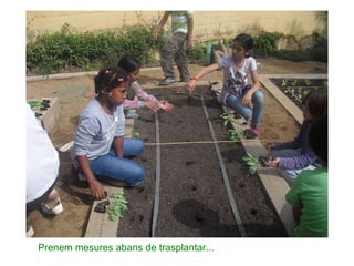 Prenem mesures abans de trasplantar... 