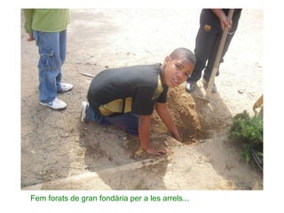 Fem forats de gran fondària per a les arrels... 