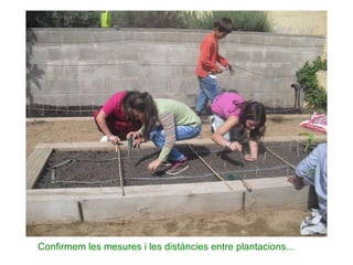 Confirmem les mesures i les distàncies entre plantacions... 