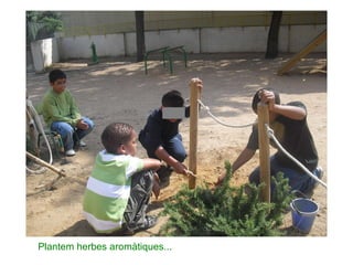 Plantem herbes aromàtiques... 