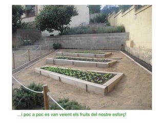 ...i poc a poc es van veient els fruits del nostre esforç! 