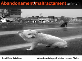 Abandonament/maltractament animal




Sergi Cerro Caballero.   Abandoned dogs, Christian Hacker, Flickr.
 
