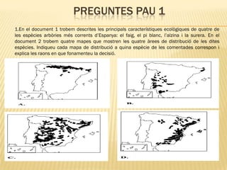 PREGUNTES PAU 1
1.En el document 1 trobem descrites les principals característiques ecològiques de quatre de
les espècies arbòries més corrents d’Espanya: el faig, el pi blanc, l’alzina i la surera. En el
document 2 trobem quatre mapes que mostren les quatre àrees de distribució de les dites
espècies. Indiqueu cada mapa de distribució a quina espècie de les comentades correspon i
explica les raons en que fonamenteu la decisió.
 