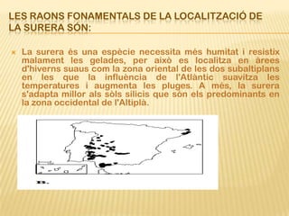 LES RAONS FONAMENTALS DE LA LOCALITZACIÓ DE
LA SURERA SÓN:

   La surera és una espècie necessita més humitat i resistix
    malament les gelades, per això es localitza en àrees
    d'hiverns suaus com la zona oriental de les dos subaltiplans
    en les que la influència de l'Atlàntic suavitza les
    temperatures i augmenta les pluges. A més, la surera
    s'adapta millor als sòls silicis que són els predominants en
    la zona occidental de l'Altiplà.
 