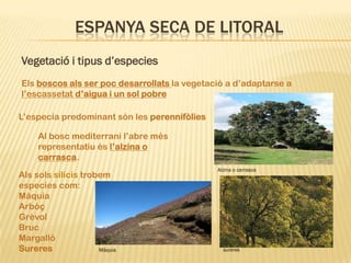 ESPANYA SECA DE LITORAL
Vegetació i tipus d’especies
Els boscos als ser poc desarrollats la vegetació a d’adaptarse a
l’escassetat d’aigua i un sol pobre

L’especia predominant són les perennifòlies

     Al bosc mediterrani l’abre més
     representatiu és l’alzina o
     carrasca.
                                              Alzina o carrasca
Als sols silicis trobem
especies com:
Màquia
Arbòç
Grèvol
Bruc
Margalló
Sureres              Màquia                     sureres
 