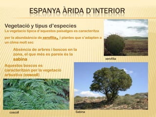 ESPANYA ÀRIDA D’INTERIOR
Vegetació y tipus d’especies
La vegetacío típica d’aquestos paisatges es caracteritza
                              ,
per la abundaància de xerofília i plantes que s’adapten a
un clima molt sec

     Absència de arbres i boscos en la
     zona, el que més es pareix és la
     sabina                                                 xerofília

Aquestos boscos es
caracteritzen per la vegetació
arbustiva (coscoll)




  coscoll                                 Sabina
 