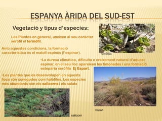 ESPANYA ÀRIDA DEL SUD-EST
      Vegetació y tipus d’especies:
     Les Plantes en general, uneixen al seu caràcter
     xeròfil el termòfil.
Amb aquestes condicions, la formació
característica és el matoll espinós (l’espinar).          Termófiles

                       •La duresa climàtica, dificulta e creixement natural d’aquest
                       espinar, en el seu lloc apareixen les timonedes i una formació
                       estepària xeròfila Ej Espart.
•Les plantes que es desenvolupen en aquests
llocs són conegudes com halòfiles. Les especies
més abundants són els salicorns i els salats




                                                       Espart

                                          salicorn
 
