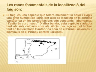 Les raons fonamentals de la localització del
    faig són:
   El faig és una espècie que tolera malament la calor i exigix
    una gran humitat de l'aire, per això es localitza en la cornisa
    cantàbrica on les precipitacions són constants i abundants,
    i l'estiu és curt i suau" D'altra banda, esta espècie s'adapta
    tant als sòls calcaris com als silicis, per açò es pot trobar
    tant en la Serralada Cantàbrica com en el Pirineu navarrés, i
    disminuïx en el Pirineu central i oriental.
 