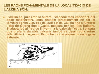 LES RAONS FONAMENTALS DE LA LOCALITZACIÓ DE
L’ALZINA SÓN:

   L'alzina és, junt amb la surera, l'espècie més important del
    bosc mediterrani. Està present pràcticament en tot el
    territori peninsular, des del sud-est de Galícia fins a Almeria
    i des de Girona fins a Cadis, passant per les Illes Balears.
    S'adapta bé al fred de l'hivern i a la calor de l'estiu, i encara
    que preferix els sòls calcaris també es desenrotlla sobre
    sòls silicis i margosos. Estos factors expliquen la seua gran
    extensió.
 
