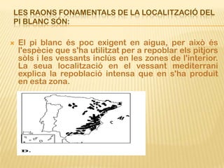 LES RAONS FONAMENTALS DE LA LOCALITZACIÓ DEL
PI BLANC SÓN:

   El pi blanc és poc exigent en aigua, per això és
    l'espècie que s'ha utilitzat per a repoblar els pitjors
    sòls i les vessants inclús en les zones de l'interior.
    La seua localització en el vessant mediterrani
    explica la repoblació intensa que en s'ha produït
    en esta zona.
 