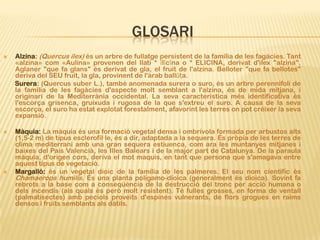 GLOSARI
   Alzina: (Quercus ilex) és un arbre de fullatge persistent de la família de les fagàcies. Tant
    «alzina» com «Aulina» provenen del llatí * ĭlĭcīna o * ELICINA, derivat d'ilex "alzina".
    Aglaner "que fa glans" és derivat de gla, el fruit de l'alzina. Belloter "que fa bellotes"
    deriva del SEU fruit, la gla, provinent de l'àrab ballūṭa.
    Surera: (Quercus suber L.), també anomenada surera o suro, és un arbre perennifoli de
    la família de les fagàcies d'aspecte molt semblant a l'alzina, és de mida mitjana, i
    originari de la Mediterrània occidental. La seva característica més identificativa és
    l'escorça grisenca, gruixuda i rugosa de la que s'extreu el suro. A causa de la seva
    escorça, el suro ha estat explotat forestalment, afavorint les terres on pot créixer la seva
    expansió.

   Màquia: La màquia és una formació vegetal densa i ombrívola formada per arbustos alts
    (1,5-2 m) de tipus esclerofil·le, és a dir, adaptada a la sequera. És pròpia de les terres de
    clima mediterrani amb una gran sequera estiuenca, com ara les muntanyes mitjanes i
    baixes del País Valencià, les Illes Balears i de la major part de Catalunya. De la paraula
    màquia, d'origen cors, deriva el mot maquis, en tant que persona que s'amagava entre
    aquest tipus de vegetació.
   Margalló: és un vegetal dioic de la família de les palmeres. El seu nom científic és
    Chamaerops humilis. És una planta polígamo-dioica (generalment és dioica). Sovint fa
    rebrots a la base com a conseqüència de la destrucció del tronc per acció humana o
    dels incendis (als quals és però molt resistent). Té fulles grosses, en forma de ventall
    (palmatisectes) amb pecíols proveïts d'espines vulnerants, de flors grogues en raïms
    densos i fruïts semblants als dàtils.
 