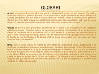 GLOSARI
   Arboç: comunament anomenat arboç comú o simplement arboç, és una espècie d'arbust o
    arbre pertanyent al gènere Arbutus. És originari de la regió mediterrània, costa atlàntica i
    Europa occidental, des del nord a l'oest de França i Irlanda. Arbre o arbust de fulla perenne
    d'entre 5 a 15 m d'alt, encara que difícilment aconsegueix aquesta alçada, pot viure diversos
    segles. El tronc és vermellós i esquerdat, curt, amb copa espessa i arrodonida.

   Grèvol: El grèvol o boix grèvol (Ilex aquifolium) és un arbre o un arbust típic de la vegetació
    atlàntica europea i d'alguns indrets de la muntanya mitjana mediterrània. Creix en boscos o
    fileres de bardisses, fins a altituds de 1000 o 2000 metres. El grèvol pertany al mateix gènere
    que el mate (Ilex paraguariensis) i d'altres Ilex de Nordamèrica. Tot aquest gènere correspon a
    la família de les Aquifoliàcies. Té també d'altres noms com coscoll del vesc, arbre de visc,
    arbre de mal gruit o agrifoli.

   Bruc: Gènere Erica inclou al voltant de 700 d'arbusts, anomenats brucs, pertanyents a la
    família de les ericàcies. Són generalment plantes resistents a la sequera i al foc. El matollar de
    bruc s'anomena bruguerar, brugosa, bruguer o bruguera. La majoria de brucs són arbusts de
    0.2-1.5 m de altura, encara que alguns com Erica arborea o Erica scoparia poden arribar a 6-7
    m de altura. Totes les espècies són de fulla perenne, amb fulles aciculars, molt primes i en
    forma de petites agulles de 2-15 mm de longitud. Es diferencia de la bruguerola Calluna
    vulgaris per que aquesta té les fulles més petites, de 2-3 mm de longitud, i la corol·la més
    dividida, en pètals diferenciats.
 
