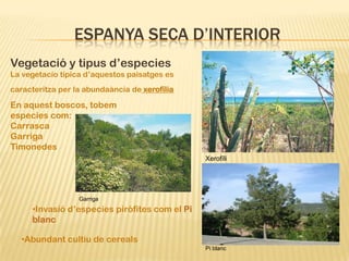 ESPANYA SECA D’INTERIOR
Vegetació y tipus d’especies
La vegetacío típica d’aquestos paisatges es
caracteritza per la abundaància de xerofília

En aquest boscos, tobem
especies com:
Carrasca
Garriga
Timonedes
                                               Xerofíli
                                               a



                  Garriga
     •Invasió d’especies piròfites com el Pi
     blanc

  •Abundant cultiu de cereals
                                               Pi blanc
 