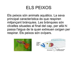 ELS PEIXOS
Els peixos són animals aquàtics. La seva
principal característica és que respiren
mitjançant brànquies. Les brànquies són
clivelles situades al final del cap, per allà hi
passa l'aigua de la quan extreuen oxígen per
respirar. Els peixos són ovípars.
 