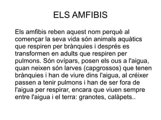 ELS AMFIBIS
Els amfibis reben aquest nom perquè al
començar la seva vida són animals aquàtics
que respiren per brànquies i després es
transformen en adults que respiren per
pulmons. Són ovípars, posen els ous a l'aigua,
quan neixen són larves (capgrossos) que tenen
brànquies i han de viure dins l'aigua, al créixer
passen a tenir pulmons i han de ser fora de
l'aigua per respirar, encara que viuen sempre
entre l'aigua i el terra: granotes, calàpets..
 