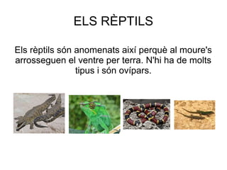 ELS RÈPTILS

Els rèptils són anomenats així perquè al moure's
arrosseguen el ventre per terra. N'hi ha de molts
                tipus i són ovípars.
 