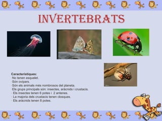 Característiques:
-No tenen esquelet.
-Són ovípars.
-Són els animals més nombrosos del planeta.
-Els grups principals són: insectes, aràcnids i crustacis.
- Els insectes tenen 6 potes i 2 antenes.
- La majoria dels crustacis tenen closques.
- Els aràcnids tenen 8 potes.
INVERTEBRATS
 