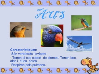 AUS
Característiques:
-Són vertebrats i ovípars
- Tenen el cos cobert de plomes. Tenen bec,
ales i dues potes.
-Respiren pels pulmons.
 