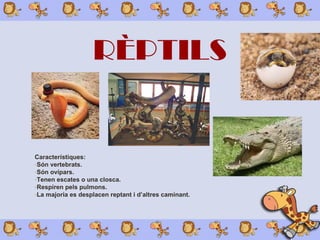 RÈPTILS
Característiques:
-Són vertebrats.
-Són ovípars.
-Tenen escates o una closca.
-Respiren pels pulmons.
-La majoria es desplacen reptant i d’altres caminant.
 