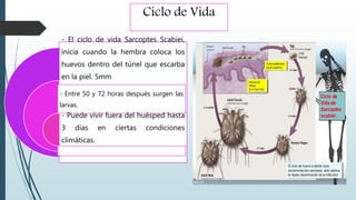 Ciclo de Vida
- El ciclo de vida Sarcoptes Scabiei,
inicia cuando la hembra coloca los
huevos dentro del túnel que escarba
en la piel. 5mm
- Entre 50 y 72 horas después surgen las
larvas.
- Puede vivir fuera del huésped hasta
3 días en ciertas condiciones
climáticas.
 