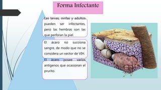 Forma Infectante
Las larvas, ninfas y adultos
pueden ser infectantes,
pero las hembras son las
que perforan la piel.
El ácaro no succiona
sangre, de modo que no se
considera un vector de VIH.
El ácaro posee varios
antígenos que ocasionan el
prurito.
 