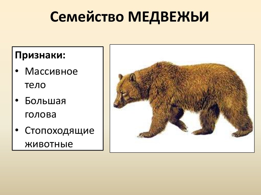 Медведь отряд млекопитающих