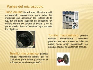 Ocular o lente electromagnético que aumenta la imagen.