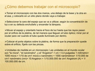 Soporte o brazo, une el tubo a la platina y sirve para tomar el microscopio y trasladarlo de un lugar a otro. 