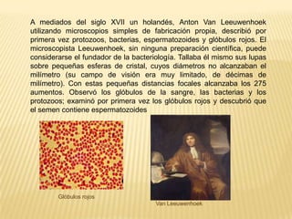 A mediados del siglo XVII un holandés, Anton Van Leeuwenhoek utilizando microscopios simples de fabricación propia, describió por primera vez protozoos, bacterias, espermatozoides y glóbulos rojos. El microscopista Leeuwenhoek, sin ninguna preparación científica, puede considerarse el fundador de la bacteriología. Tallaba él mismo sus lupas sobre pequeñas esferas de cristal, cuyos diámetros no alcanzaban el milímetro (su campo de visión era muy limitado, de décimas de milímetro). Con estas pequeñas distancias focales alcanzaba los 275 aumentos. Observó los glóbulos de la sangre, las bacterias y los protozoos; examinó por primera vez los glóbulos rojos y descubrió que el semen contiene espermatozoidesGlóbulos rojosVan Leeuwenhoek 