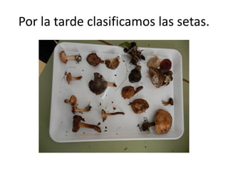 Por la tarde clasificamos las setas.
 