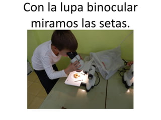 Con la lupa binocular
 miramos las setas.
 