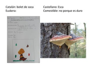 Catalán: bolet de soca   Castellano: Esca
Euskera:                 Comestible: no porque es duro
 